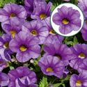 Bild von Calibrachoa P12 Neo Light bleu